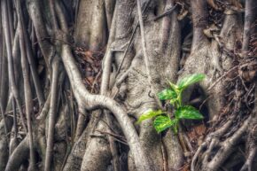 epipremnum aureum, plant, money plant, tree, old, green, nature, roots, outdoor, garden